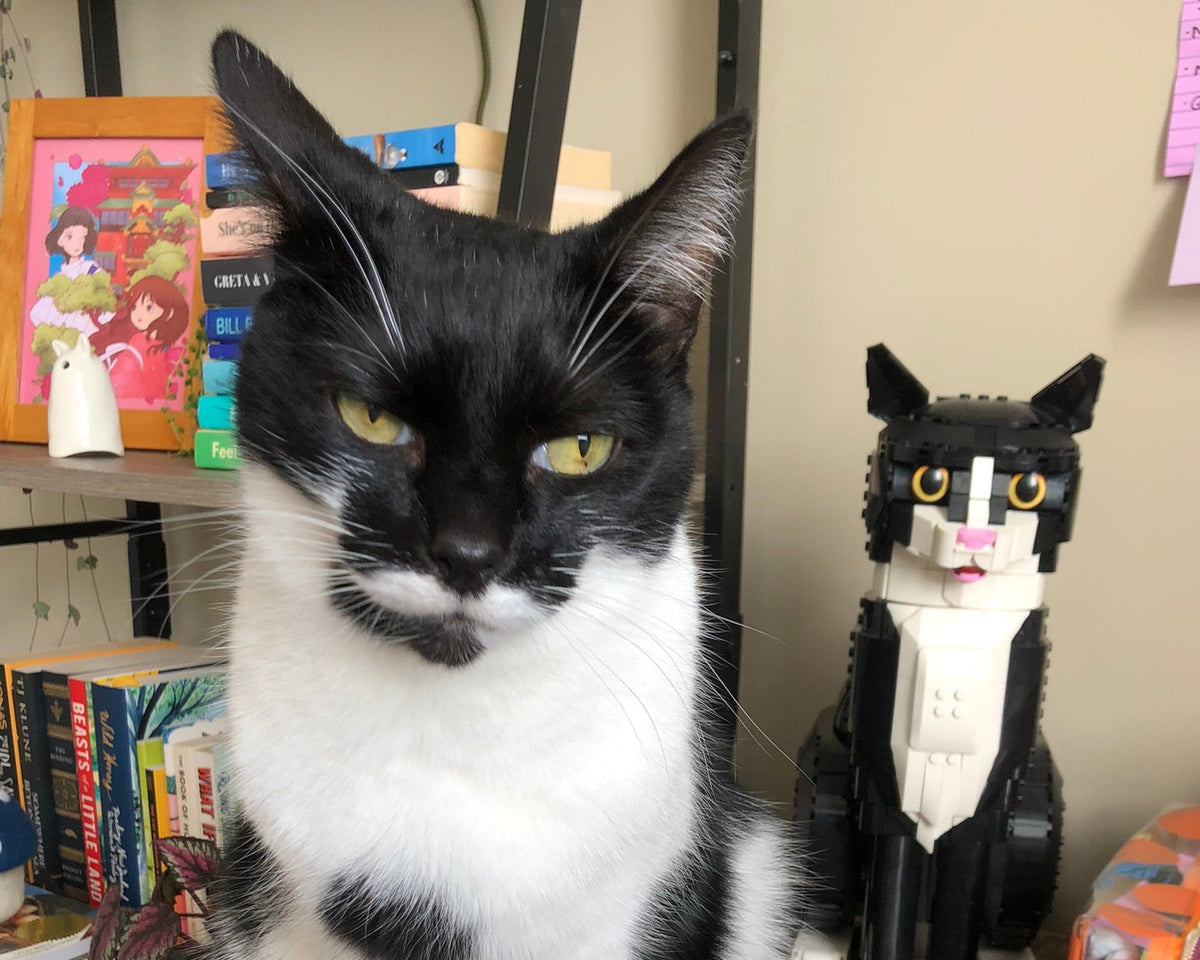 A real black-and-white cat sitting on a wooden table in a home interior, with books, shelves, and a small cat figurine visible in the background.
